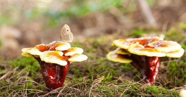 Die Kraft der Vitalpilze in Winterthur